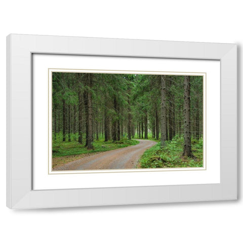 Finlandia-Savonlinna-dirt road in a spruce forest White Modern Wood Framed Art Print with Double Matting by Molinari, Michele