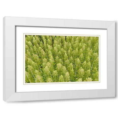 Finlandia-Savonlinna-forest White Modern Wood Framed Art Print with Double Matting by Molinari, Michele