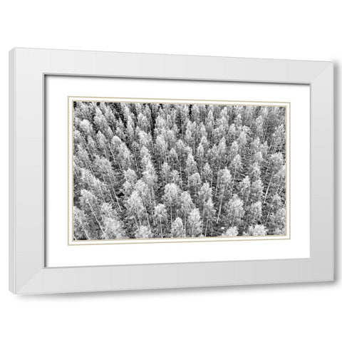 Finlandia-Savonlinna-forest White Modern Wood Framed Art Print with Double Matting by Molinari, Michele