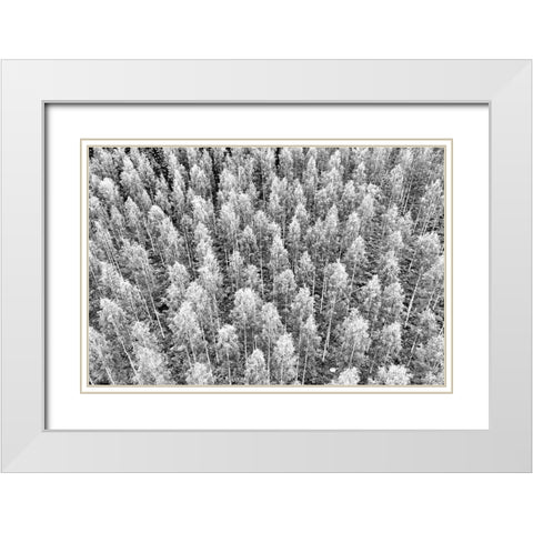 Finlandia-Savonlinna-forest White Modern Wood Framed Art Print with Double Matting by Molinari, Michele
