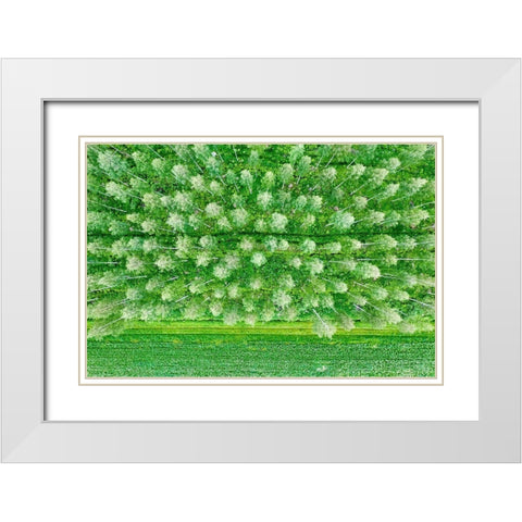 Finlandia-Savonlinna-forest White Modern Wood Framed Art Print with Double Matting by Molinari, Michele