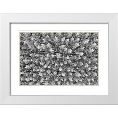 Finlandia-Savonlinna-forest White Modern Wood Framed Art Print with Double Matting by Molinari, Michele