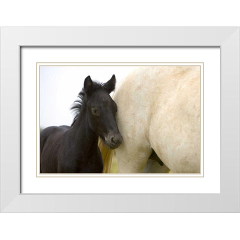 France, Provence Camargue horse and colt White Modern Wood Framed Art Print with Double Matting by Zuckerman, Jim