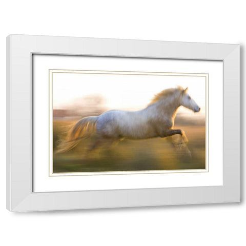 France, Provence White Camargue horse running White Modern Wood Framed Art Print with Double Matting by Zuckerman, Jim