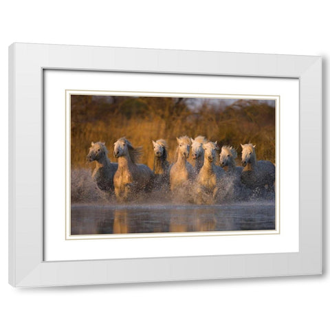 France, Provence White Camargue horses running White Modern Wood Framed Art Print with Double Matting by Zuckerman, Jim