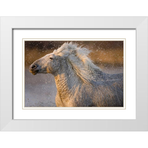 France, Provence Two Camargue horses running White Modern Wood Framed Art Print with Double Matting by Zuckerman, Jim
