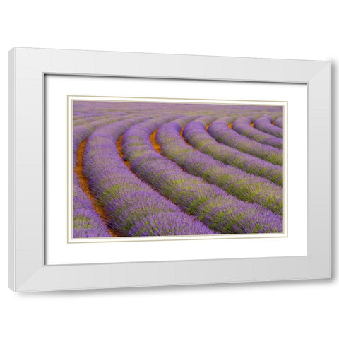 France, Provence region Curved rows of lavender White Modern Wood Framed Art Print with Double Matting by Zuckerman, Jim