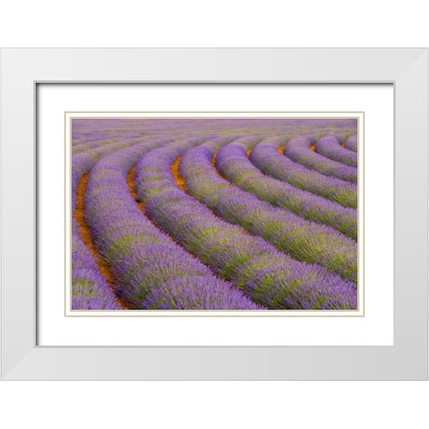 France, Provence region Curved rows of lavender White Modern Wood Framed Art Print with Double Matting by Zuckerman, Jim