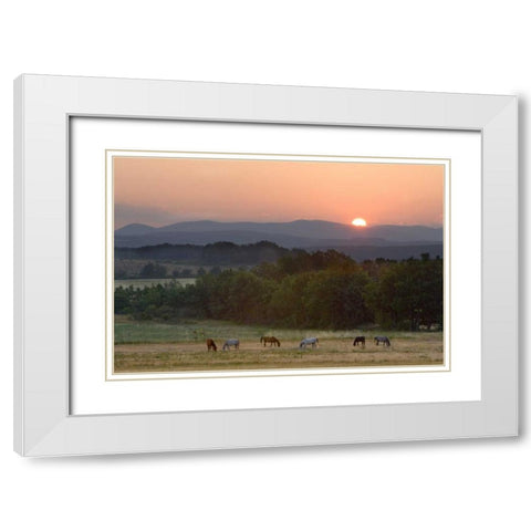 France, Provence region Horses graze at sunrise White Modern Wood Framed Art Print with Double Matting by Zuckerman, Jim