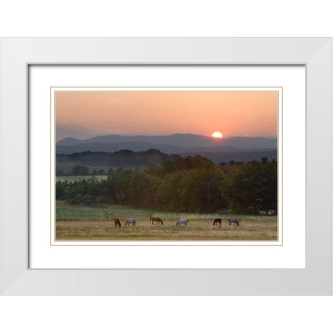 France, Provence region Horses graze at sunrise White Modern Wood Framed Art Print with Double Matting by Zuckerman, Jim