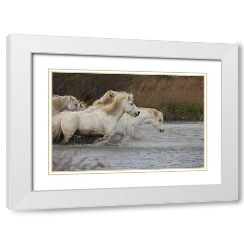 France, Provence White Camargue horses running White Modern Wood Framed Art Print with Double Matting by Zuckerman, Jim