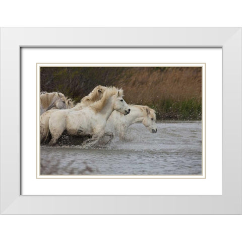 France, Provence White Camargue horses running White Modern Wood Framed Art Print with Double Matting by Zuckerman, Jim