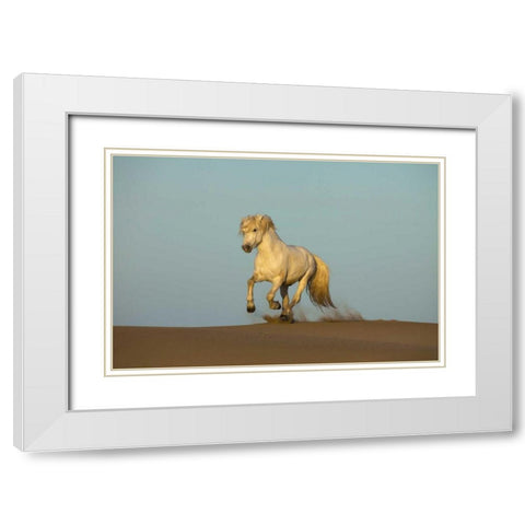 France, Provence Camargue horse running in sand White Modern Wood Framed Art Print with Double Matting by Zuckerman, Jim