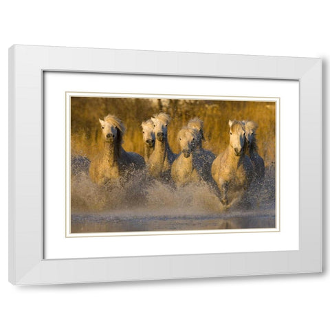 France, Provence White Camargue horses running White Modern Wood Framed Art Print with Double Matting by Zuckerman, Jim
