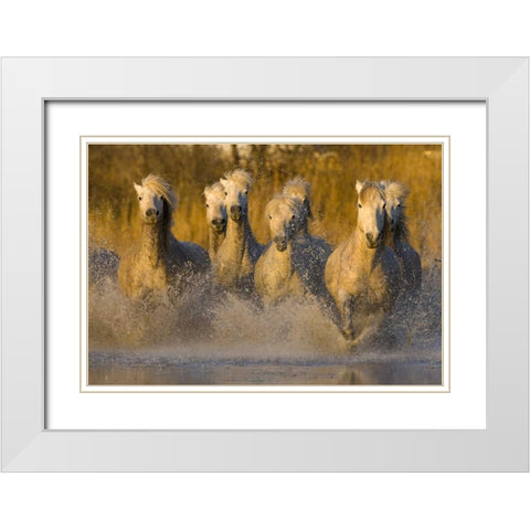 France, Provence White Camargue horses running White Modern Wood Framed Art Print with Double Matting by Zuckerman, Jim