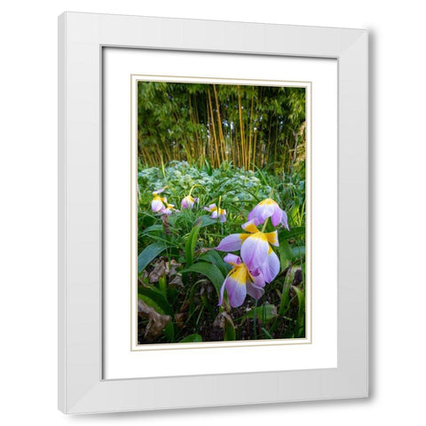 France-Giverny Spring flowers and bamboo forest in Monets Garden  White Modern Wood Framed Art Print with Double Matting by Jaynes Gallery