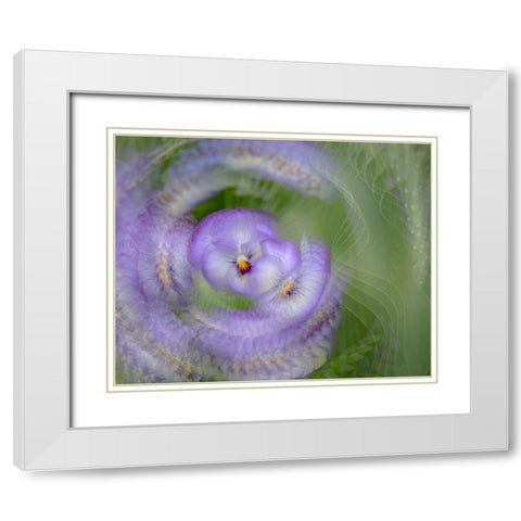France-Giverny Abstract of purple pansy  White Modern Wood Framed Art Print with Double Matting by Jaynes Gallery