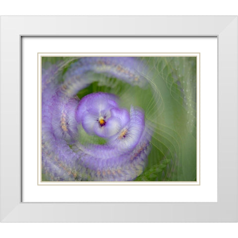 France-Giverny Abstract of purple pansy  White Modern Wood Framed Art Print with Double Matting by Jaynes Gallery