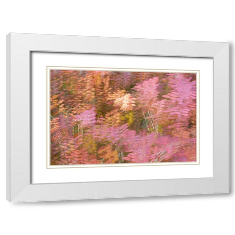 France-Giverny Impression of flowers in Monets Garden  White Modern Wood Framed Art Print with Double Matting by Jaynes Gallery