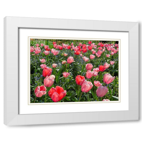 France-Giverny Pink and red backlit tulips in Monets Garden  White Modern Wood Framed Art Print with Double Matting by Jaynes Gallery