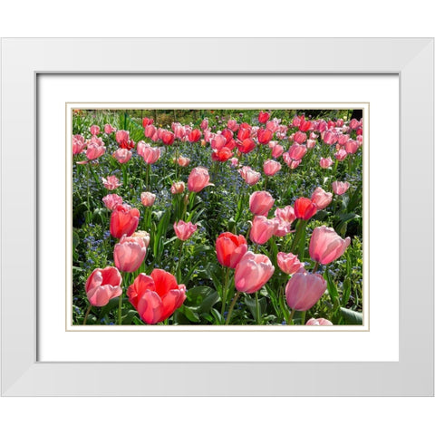 France-Giverny Pink and red backlit tulips in Monets Garden  White Modern Wood Framed Art Print with Double Matting by Jaynes Gallery