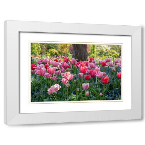 France-Giverny Side lit tulips in evening light  White Modern Wood Framed Art Print with Double Matting by Jaynes Gallery