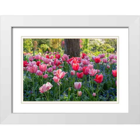 France-Giverny Side lit tulips in evening light  White Modern Wood Framed Art Print with Double Matting by Jaynes Gallery