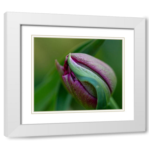 France-Giverny Close-up of purple tulip bud  White Modern Wood Framed Art Print with Double Matting by Jaynes Gallery