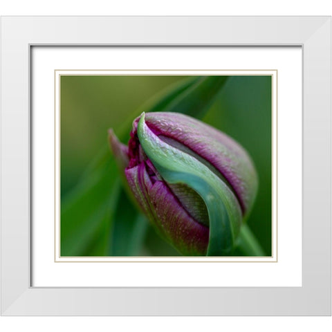 France-Giverny Close-up of purple tulip bud  White Modern Wood Framed Art Print with Double Matting by Jaynes Gallery