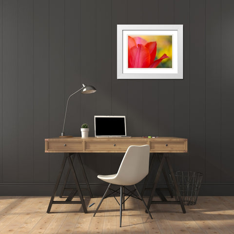 France-Giverny Close-up of red tulip petals  White Modern Wood Framed Art Print with Double Matting by Jaynes Gallery