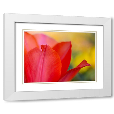 France-Giverny Close-up of red tulip petals  White Modern Wood Framed Art Print with Double Matting by Jaynes Gallery