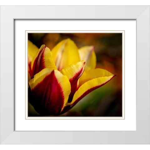 France-Giverny Close-up orange and yellow tulip petals  White Modern Wood Framed Art Print with Double Matting by Jaynes Gallery