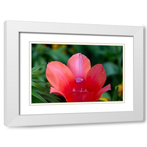 France-Giverny Close-up of tiny petal inside a red tulip  White Modern Wood Framed Art Print with Double Matting by Jaynes Gallery