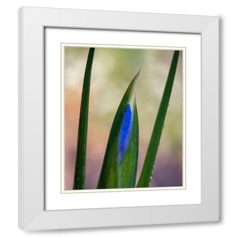 France-Giverny Close-up of emerging purple iris  White Modern Wood Framed Art Print with Double Matting by Jaynes Gallery
