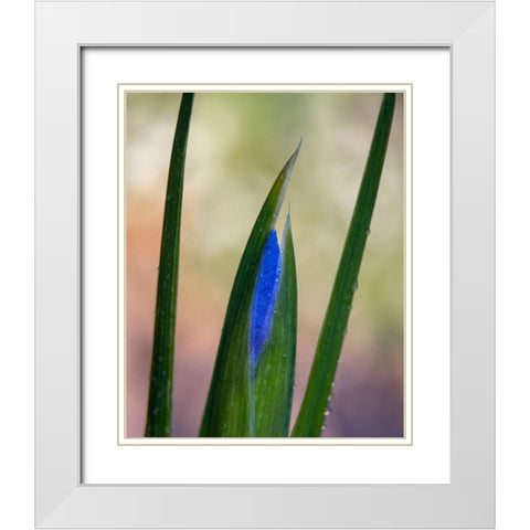 France-Giverny Close-up of emerging purple iris  White Modern Wood Framed Art Print with Double Matting by Jaynes Gallery