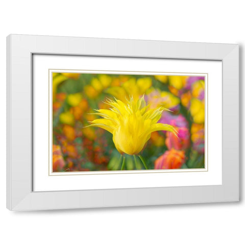France-Giverny Impression of flowers in Monets Garden  White Modern Wood Framed Art Print with Double Matting by Jaynes Gallery