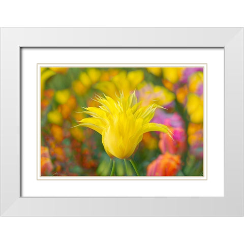 France-Giverny Impression of flowers in Monets Garden  White Modern Wood Framed Art Print with Double Matting by Jaynes Gallery