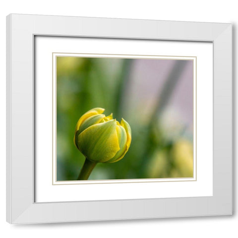 France-Giverny Close-up of a yellow tulip bud in Monets Garden  White Modern Wood Framed Art Print with Double Matting by Jaynes Gallery