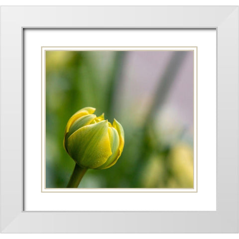 France-Giverny Close-up of a yellow tulip bud in Monets Garden  White Modern Wood Framed Art Print with Double Matting by Jaynes Gallery