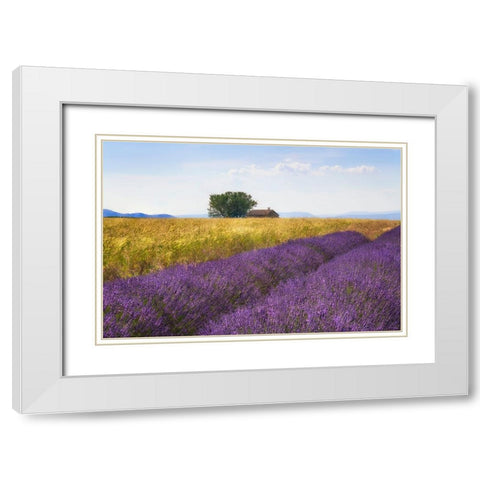 Europe-France-Provence-Valensole Plateau-Lavender and wheat crops with tree and house White Modern Wood Framed Art Print with Double Matting by Jaynes Gallery