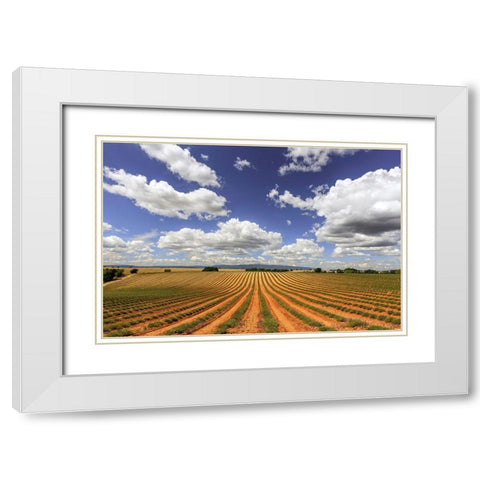 Europe-France-Provence-Valensole Plateau-Harvested lavender fields White Modern Wood Framed Art Print with Double Matting by Jaynes Gallery