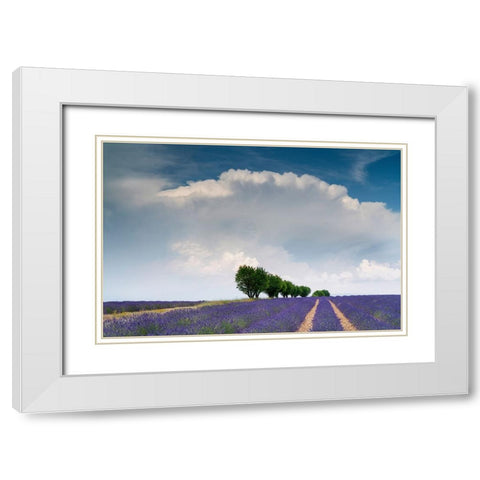 Europe-France-Provence-Valensole Plateau-Clouds over rows of lavender and trees White Modern Wood Framed Art Print with Double Matting by Jaynes Gallery