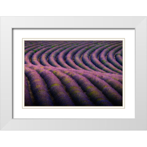 Europe-France-Provence-Valensole Plateau-Rows of ripe lavender White Modern Wood Framed Art Print with Double Matting by Jaynes Gallery