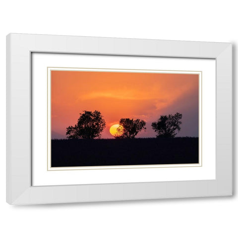 Europe-France-Provence-Sunset and tree silhouettes on Valensole Plateau White Modern Wood Framed Art Print with Double Matting by Jaynes Gallery