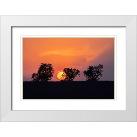 Europe-France-Provence-Sunset and tree silhouettes on Valensole Plateau White Modern Wood Framed Art Print with Double Matting by Jaynes Gallery