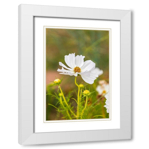 France-Haute-Vienne-Limoges Flowers in a garden in Limoges White Modern Wood Framed Art Print with Double Matting by Wilson, Emily