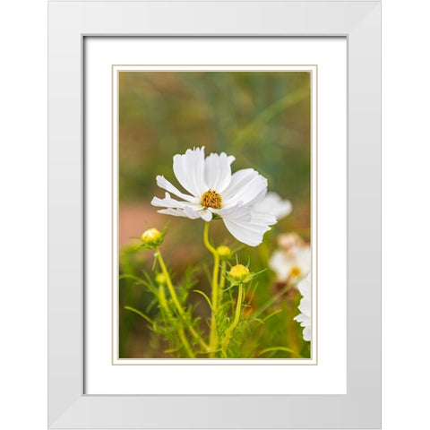 France-Haute-Vienne-Limoges Flowers in a garden in Limoges White Modern Wood Framed Art Print with Double Matting by Wilson, Emily