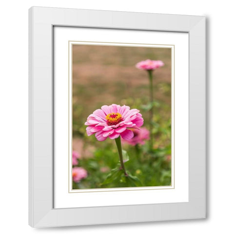 France-Haute-Vienne-Limoges Flowers in a garden in Limoges White Modern Wood Framed Art Print with Double Matting by Wilson, Emily