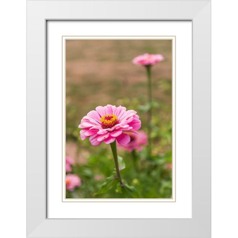 France-Haute-Vienne-Limoges Flowers in a garden in Limoges White Modern Wood Framed Art Print with Double Matting by Wilson, Emily