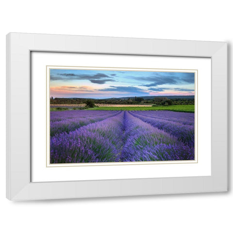 France-Provence-Salt-lavender field in full bloom White Modern Wood Framed Art Print with Double Matting by Steve Mohlenkamp